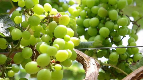 周末奇趣派對 美女主播邀你共品西瓜，贏取千元驚喜大獎(jiǎng)